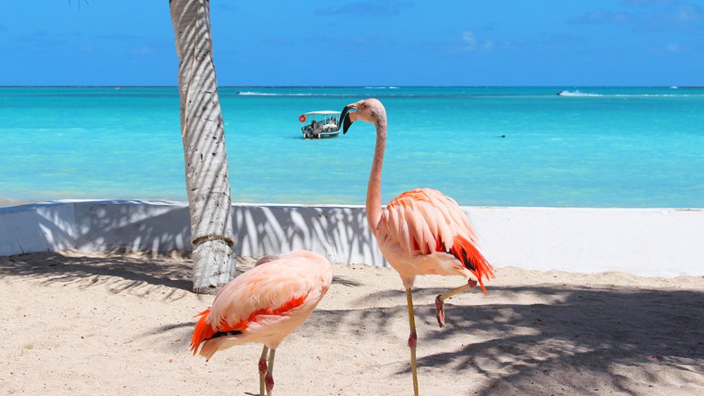 Flamingos em Maragogi, na Praia de Barra Gande