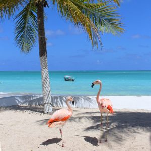 Flamingos em Maragogi