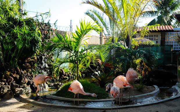 Flamingos em Maragogi na Pousada Sol e Mar